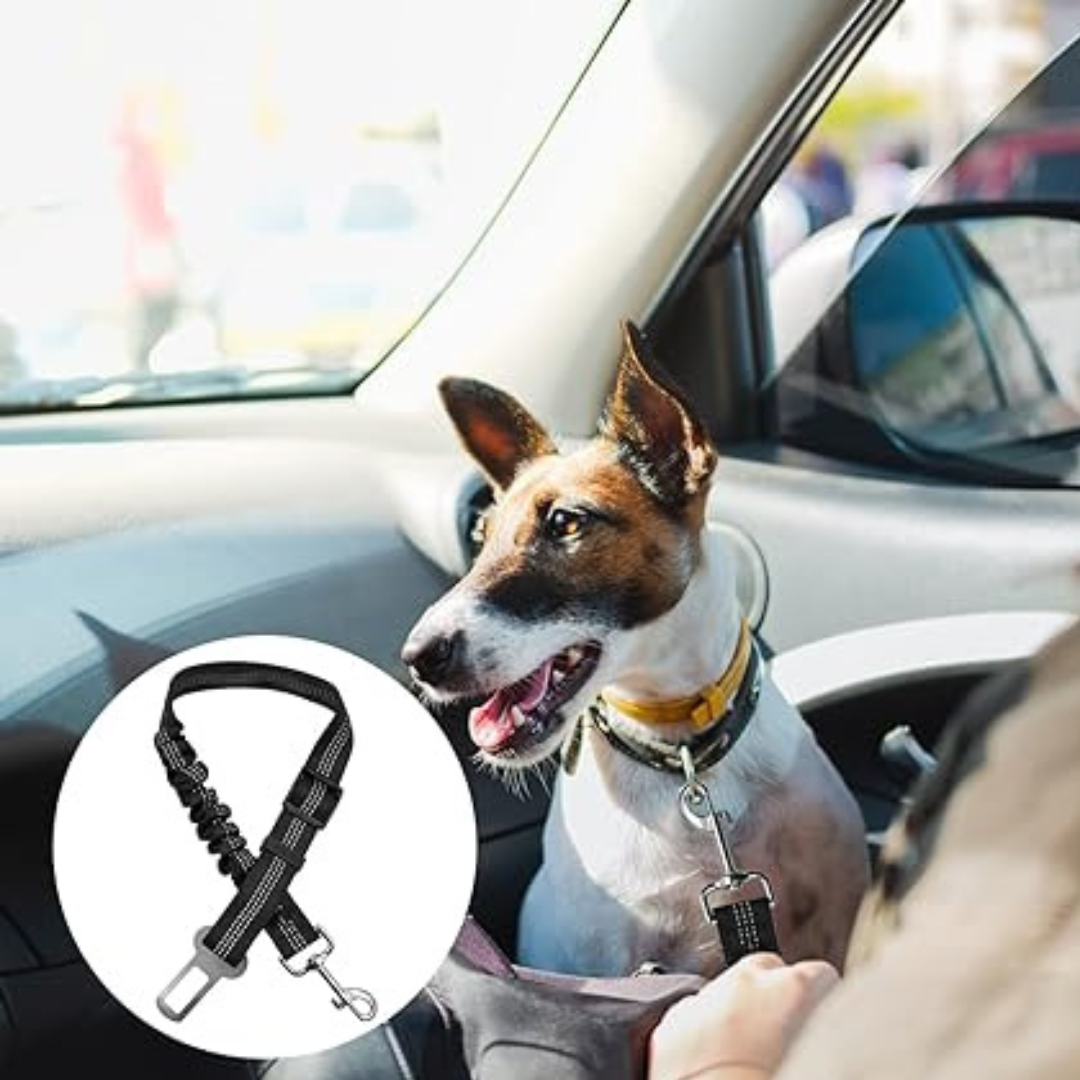 Ceinture de sécurité pour chien-
