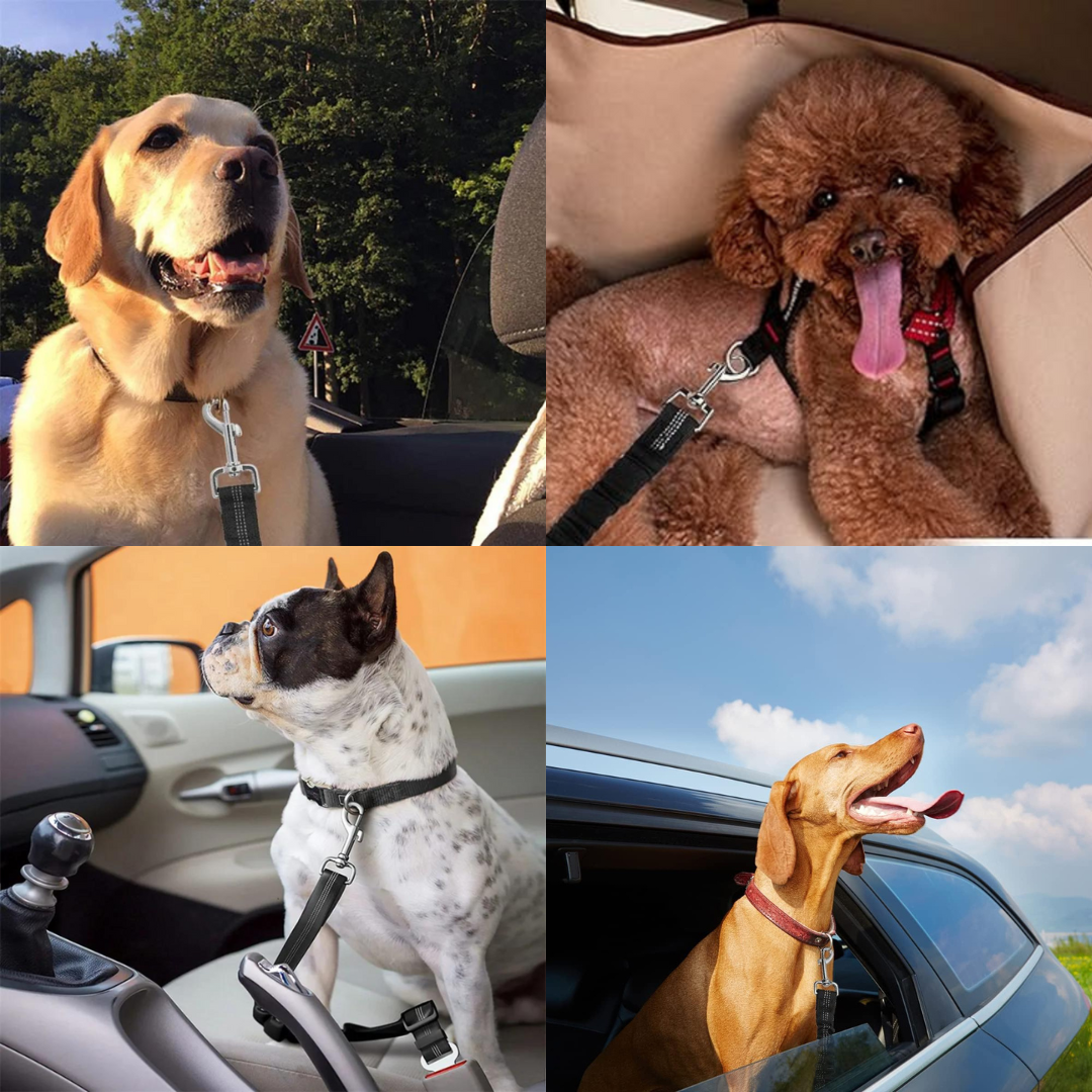 Ceinture de sécurité pour chien