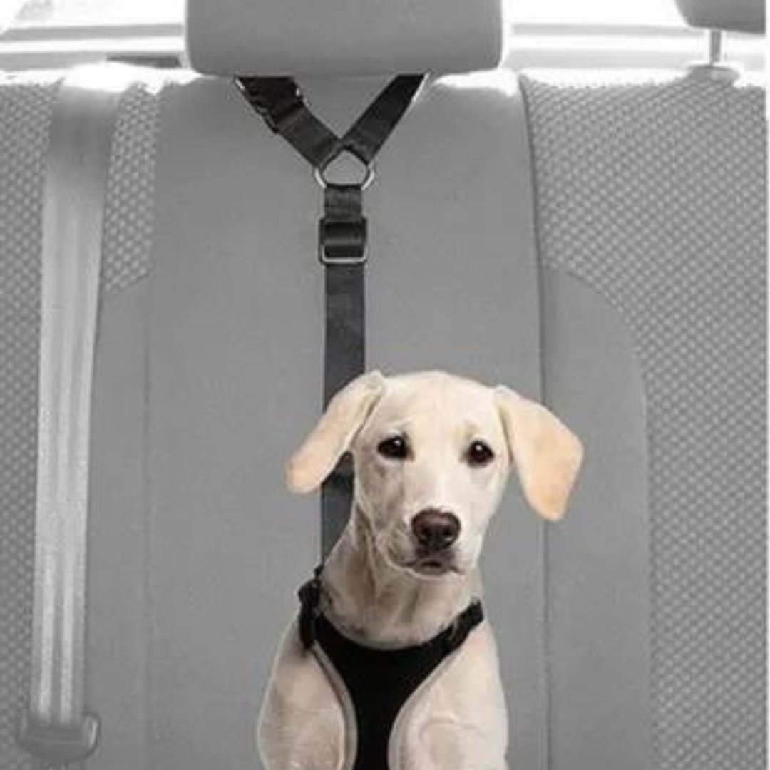 Laisse pour chien-LaisseAuto™ Rnlibre-- noir